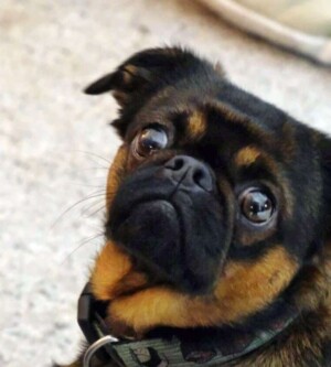 my brussels griffon by elin