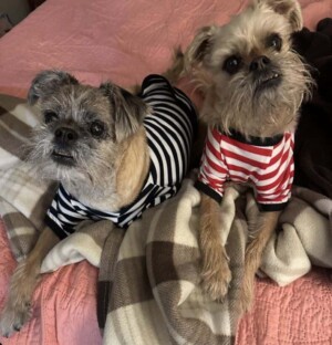 my brussels griffon by jackie