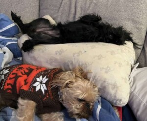 my brussels griffon by jasmine t