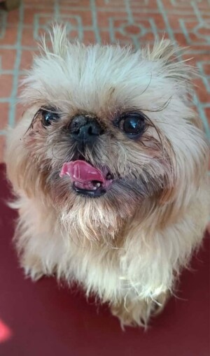 my brussels griffon by peter