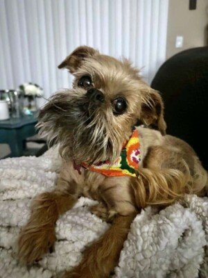 my brussels griffon by tricia b