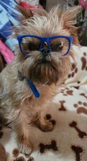 my brussels griffon in blue glasses morgan p
