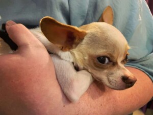 my chihuahua named tony hawk by gorgina b