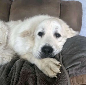 my great pyrenees by chelsea
