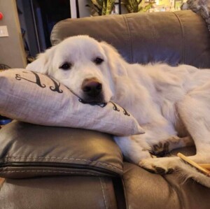 my great pyrenees by chrissy