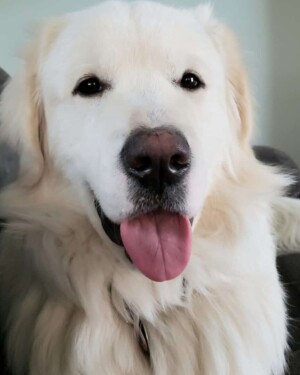 my great pyrenees by darla van h