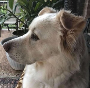 my great pyrenees by noname