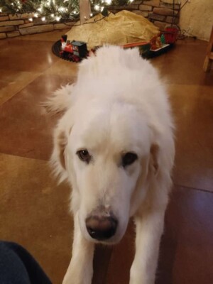 my great pyrenees by patrick h
