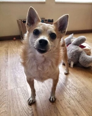paco the smiling chihuahua by trihuahuas