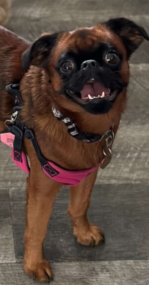 phoebe the smooth griff by mk