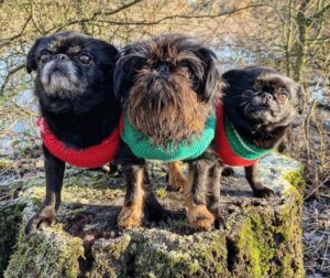 pippa (rough) roly (smooth tall) sooty (smooth short) my 3 brussels griffon