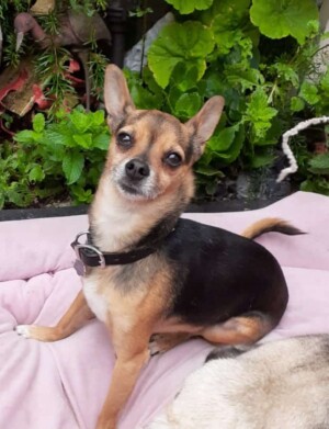 tazzie the 5 year old tri pod chihuahua by janette b