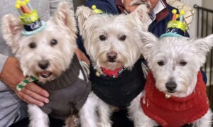3 westies by susan d