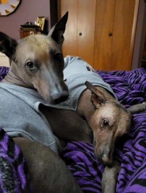 a xolo and a peruvian inca orchid! our babies maximus and rascal by carrie m