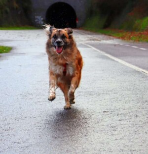 amets the dog @ametsdog (14)