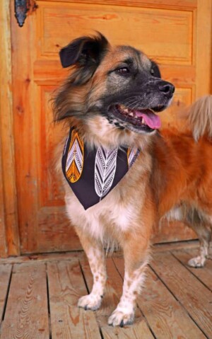 amets the dog @ametsdog (25)