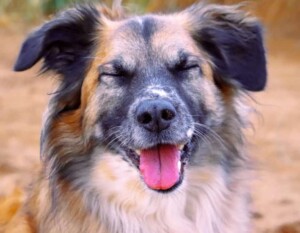 amets the dog @ametsdog (32)