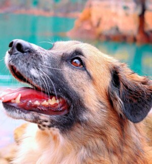 amets the dog @ametsdog (33)