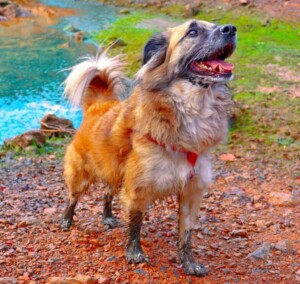 amets the dog @ametsdog (34)