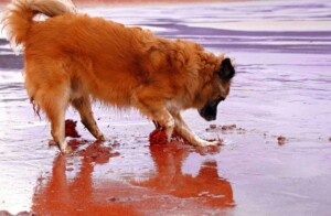 amets the dog @ametsdog (35)