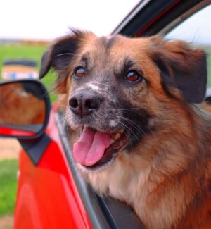 amets the dog @ametsdog (36)