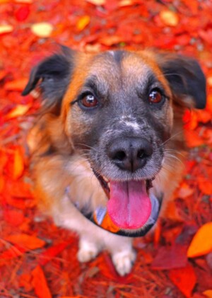 amets the dog @ametsdog (37)