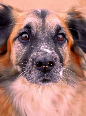 amets the dog @ametsdog (39)