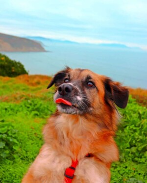 amets the dog @ametsdog (40)