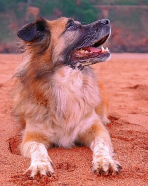 amets the dog @ametsdog (7)