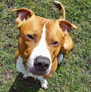 ares the staffy (13)