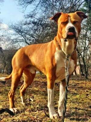 ares the staffy (14)