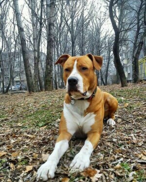 ares the staffy (15)