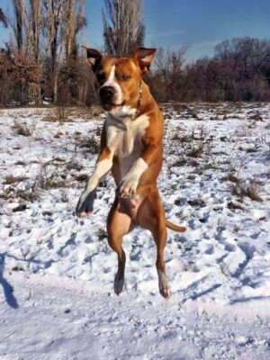 ares the staffy (16)