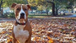 ares the staffy (17)