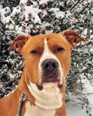 ?????????? ares the staffy (18)