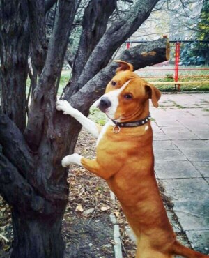 ares the staffy (19)