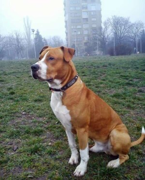 ares the staffy (20)