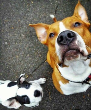 ares the staffy (21)