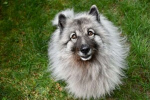 bella the keeshond by my name is bella