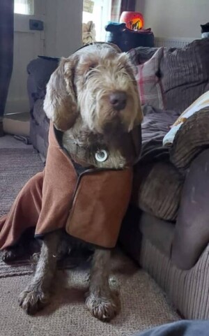 bentley the spinone italiano by deborah f