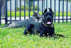 brooklyn and achilles (10)