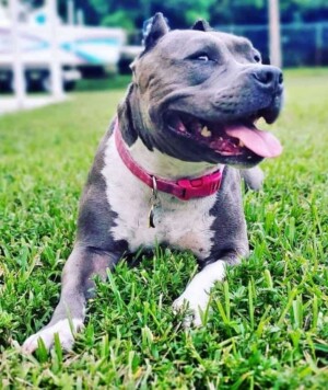 brooklyn and achilles (15)