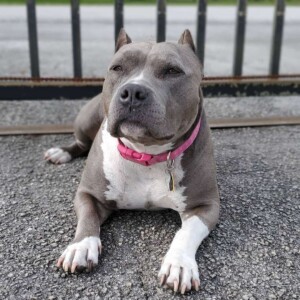 brooklyn and achilles (16)