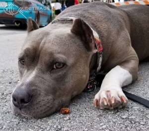 brooklyn and achilles (17)