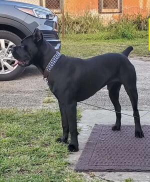 brooklyn and achilles (18)