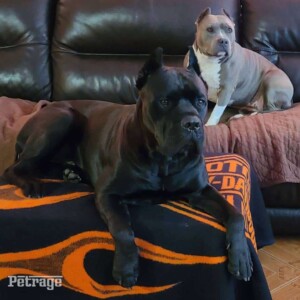 brooklyn and achilles (19)