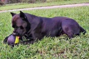 brooklyn and achilles (20)