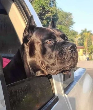 brooklyn and achilles (21)