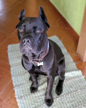 brooklyn and achilles (22)