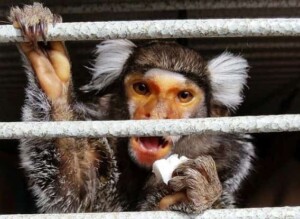 brooklyn and achilles (24)